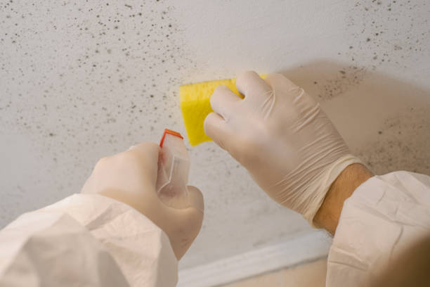 Best Black Mold Removal  in Mundelein, IL